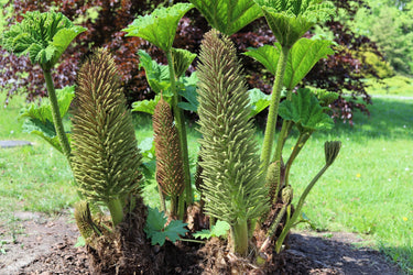 10 GUNNERA MANICATA 6' Leaves! Giant Rhubarb Dinosaur Plant Moist Shade Red Flower Seeds